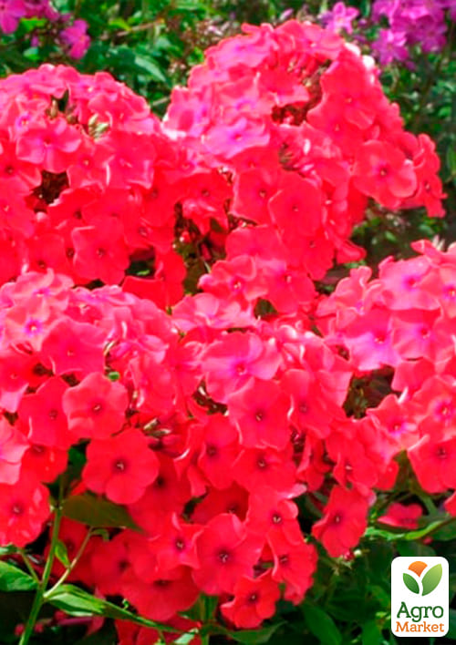 Флокс багаторічний "Starfire" 1шт в упаковці - фото 2