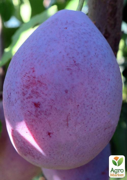 Слива "Любимица Султана" (летний сорт, средний срок созревания) - фото 5