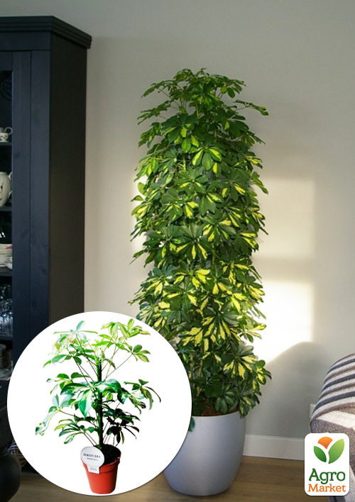 Шеффлера пестролистная "Luseana" 