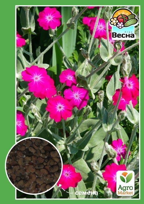 Лихнис "Корончатый" ТМ "Весна" 0.2г