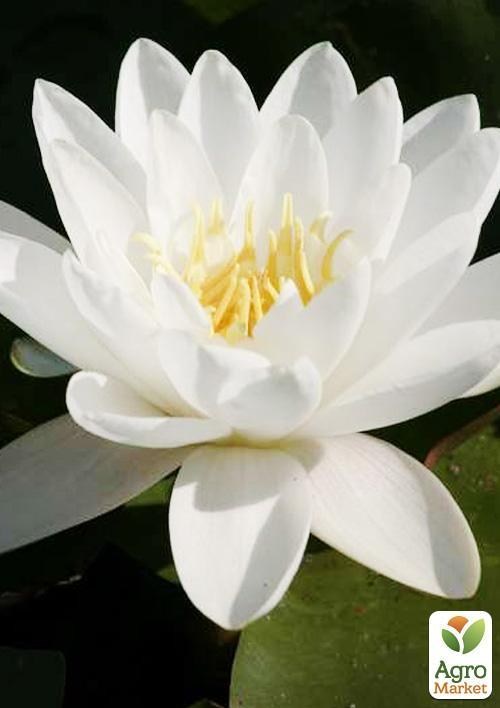 Нимфея "Альбатрос"