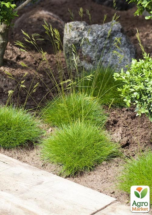 Овсяница зеленая "Green" (Festuca green) - фото 2