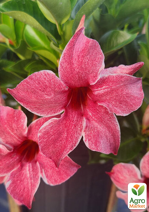 Дипладения (Mandevilla) Sun Parasol "Mauvelous" (вариегатная цветущая лиана)