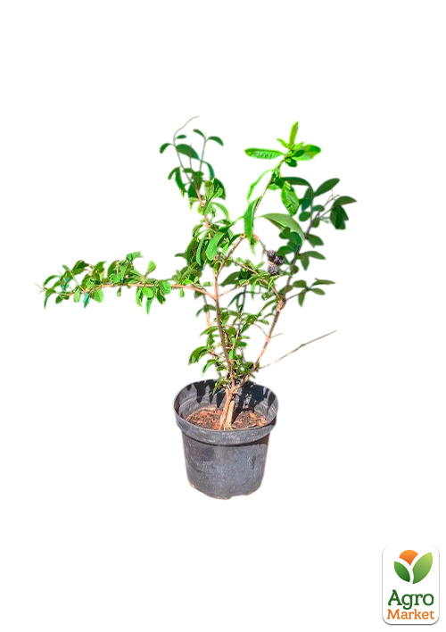 Бирючина обыкновенная (Ligustrum vulgare), С2 высота 25-35см