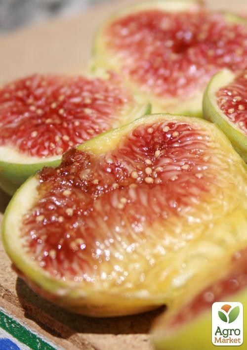 Инжир "Белый Адриатический" (возраст 1,5 года)