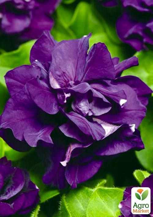 Сурфиния "Double Cascade Blue" (контейнер № 10, высота 10-15 см)