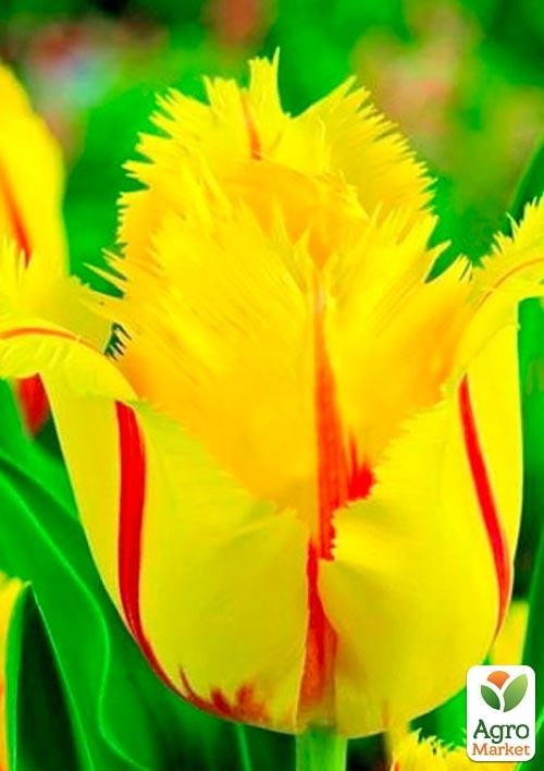 Тюльпан "Flamenco" ( размер 10/11,  крупный)   3шт в упаковке