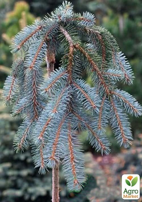 Ель колючая на штамбе "Glauca Pendula" С3, высота 40-50см - фото 2