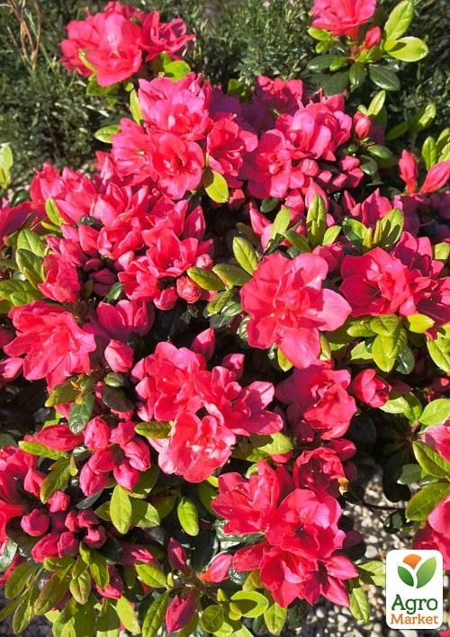 Азалия японская "Канзонетта" (Azalea japonica "Canzonetta") C2 высота 20-50см - фото 3