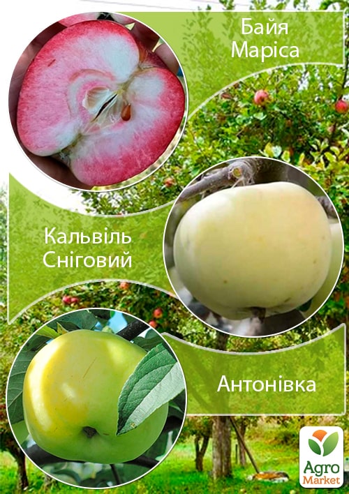 Дерево-сад Яблоня "Байя Мариса+Кальвиль Снежный+Антоновка" укорененный в контейнере (саженец 2 года)