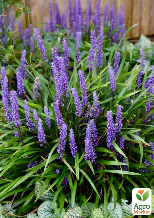 Ліріопе "Big Blue" вазон С2, висота 20-40см - фото 3