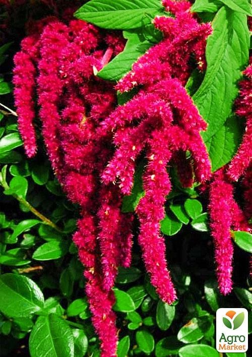 Амарант "Лисий хвост" (в банке) ТМ "Весна Органик" 5г