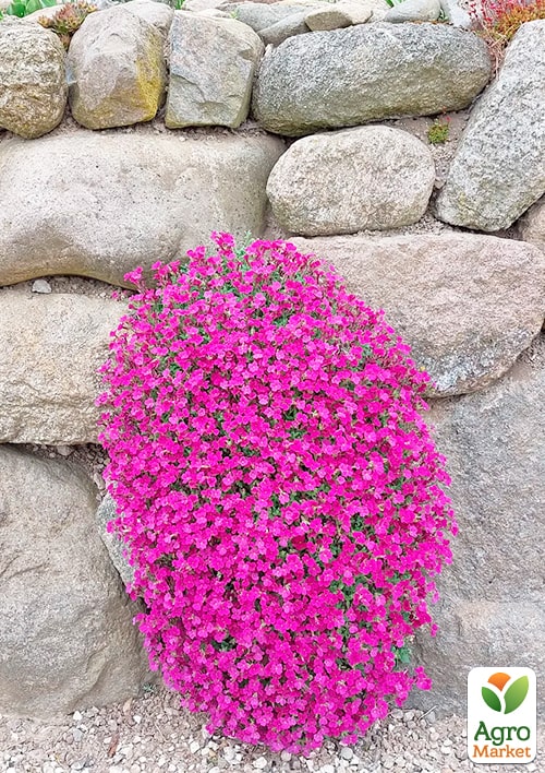 Обрієта "Red Cascade" (контейнер Р9) - фото 2