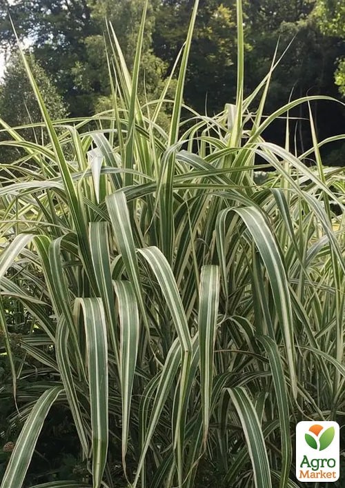 Мискантус китайский "Cabaret" С1.5 - фото 4