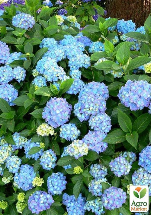 Гортензия крупнолистная голубая "Голубая нежность" (Blue tenderness)
