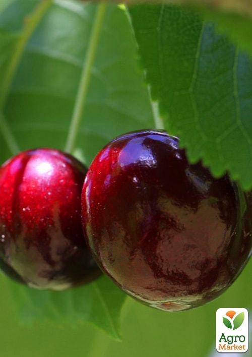 Черешня "Бичина" (літній сорт, середній термін дозрівання)
