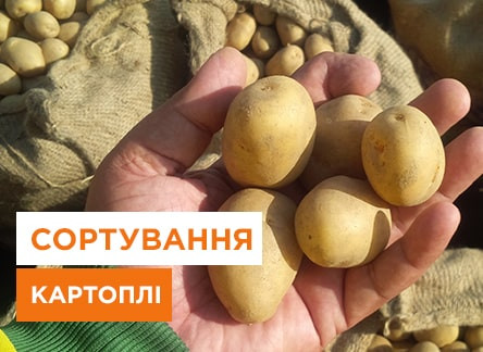 Сортування картоплі своїми руками: секрети та техніки