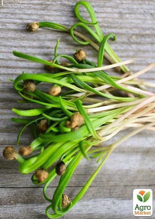 Мікрозелень "Шпинат" (у банці) ТМ "Твоя Зелена Весна" 15г