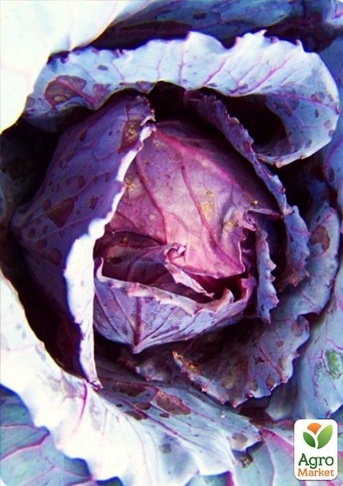 Капуста краснокочанная "Лангедейкер" (в банке) ТМ "Весна Органик" 5г