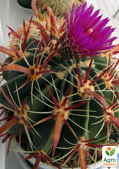 Кактус "Ферокактус" (Ferocactus emoryi) (Нидерланды)