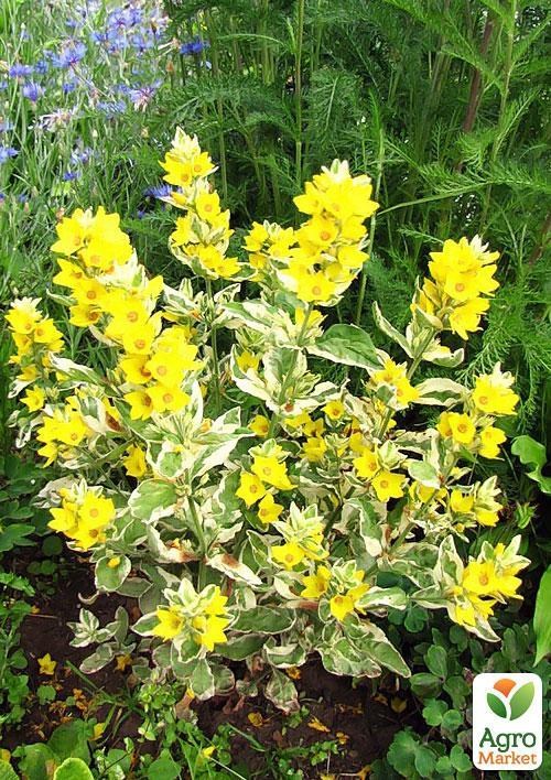 Вербейник точечный Пестролистный