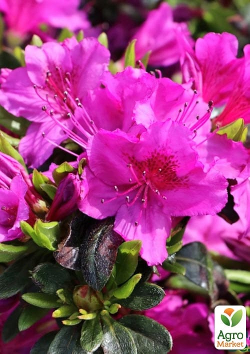 Рододендрон гибридный "Konigstein" C1, высота 25-50см - фото 3