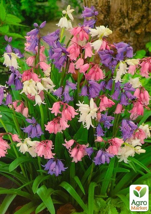 Гіацинтоїдес "Суміш" (розмір 6/7, великий) 5шт в упаковці