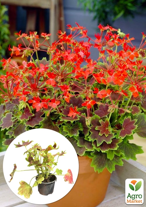Пеларгонія строкатолиста "Toscana Choсolate"