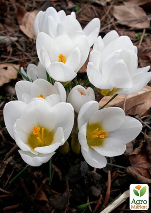 Крокус ботанический "Aubade" (размер 5/7 , средний) 5шт в упаковке