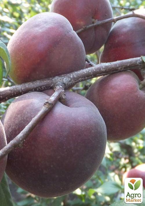 Абрикос "Шлор Циран" (Чорний) (літній сорт, середньопізній термін дозрівання) - фото 5