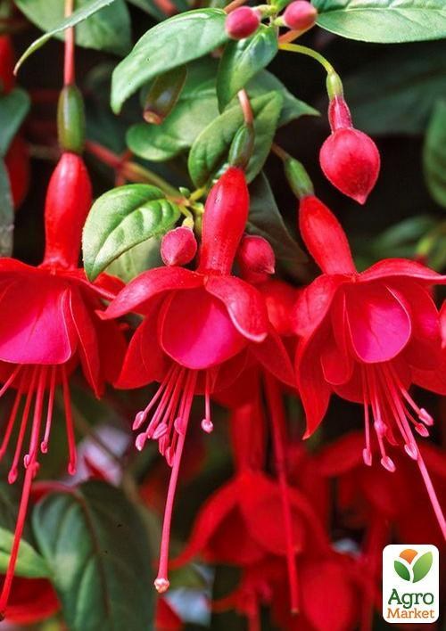 Фуксия ампельная "Marinka" (контейнер № 10, высота 5-10 см)