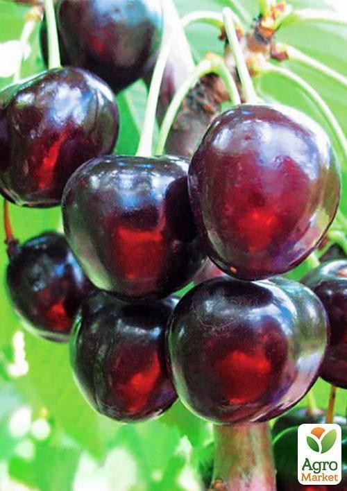 Эксклюзив! Черешня темно-красная "Мания" (Mania) (премиальный среднеранний сорт) - фото 2