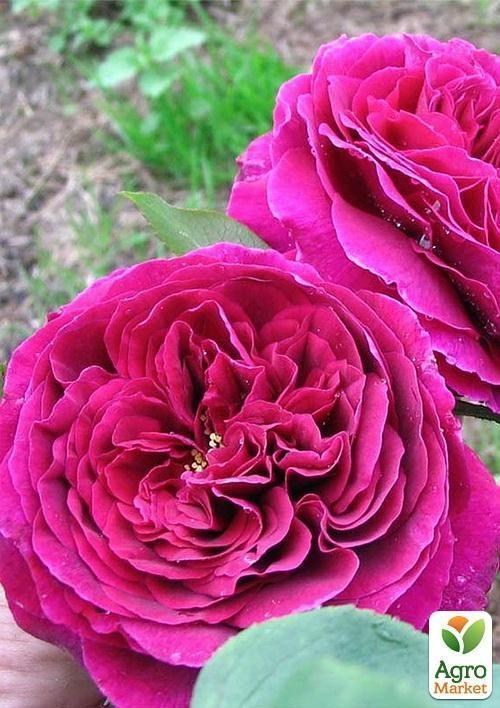 Роза англійська "Othello"