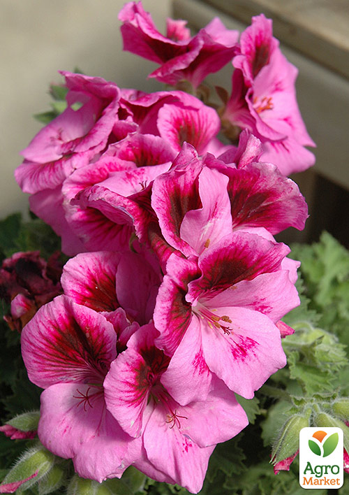 Пеларгония Королевская Aristo "Pink"