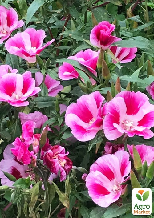 Годеция "Есения" ТМ "Vesna Exclusive" 0,3г