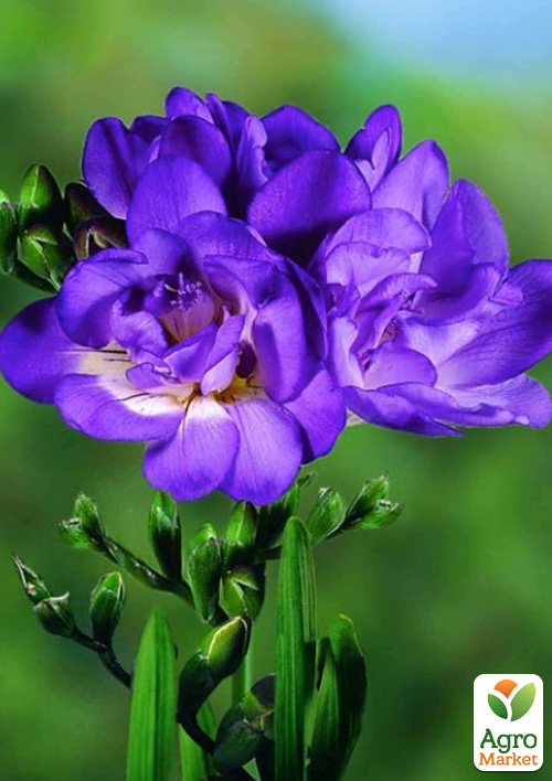 Фрезія махрова "Purple"