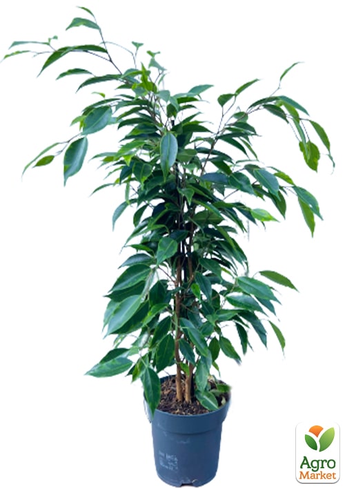 LMTD Фикус Бенджамина "Anastasia" (высота 50-70см) - фото 5