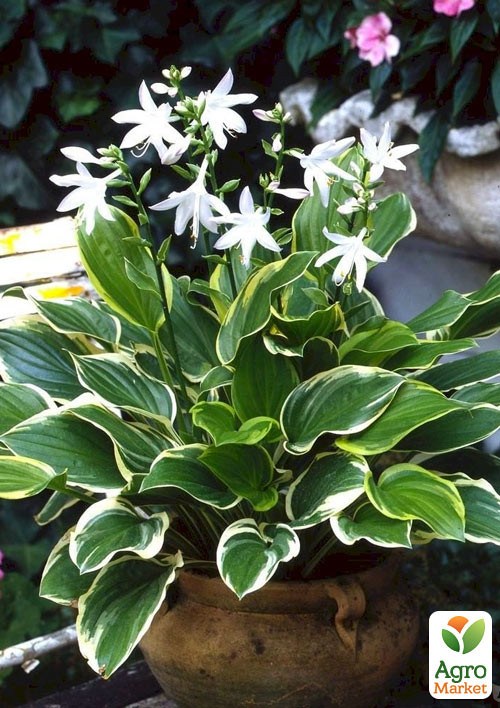 Хоста "So Sweet" 