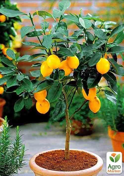 Лимон "Новогрузинский"