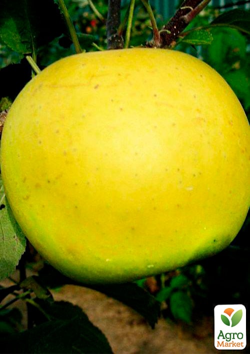 Яблоня "Богемия Голд" (зимний сорт, поздний срок созревания) - фото 4