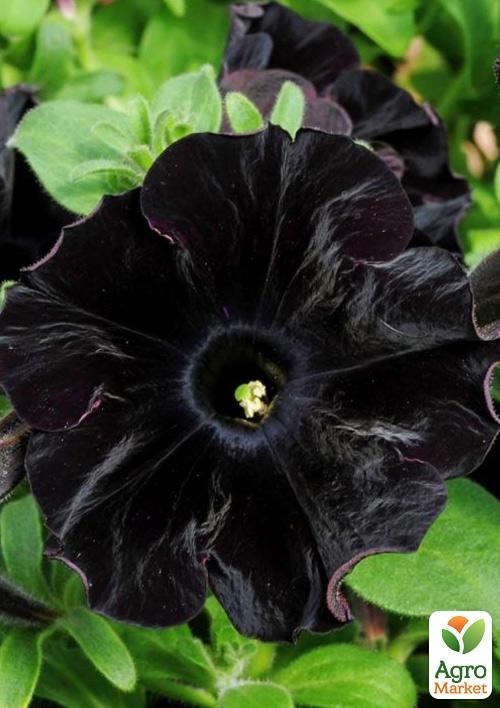 Петунія ампельна Crazytunia "Black Mamba"