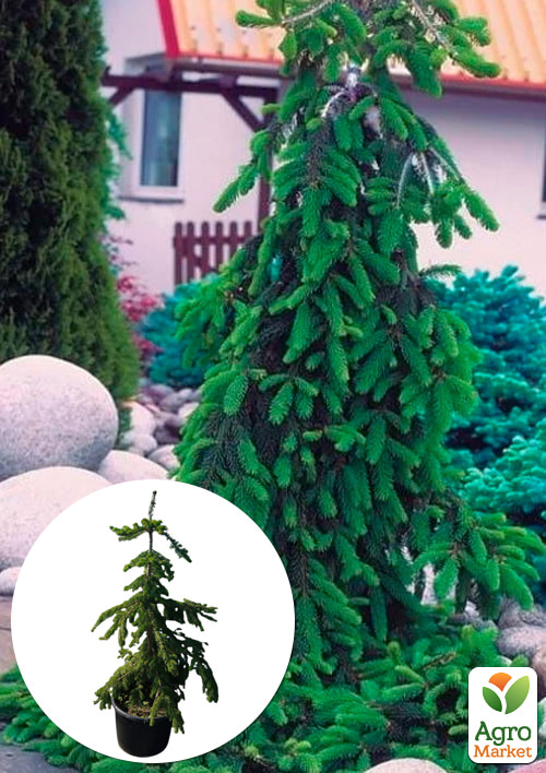 Пихта Вича "Pendula" (ком/сетка) высота 160-180 см