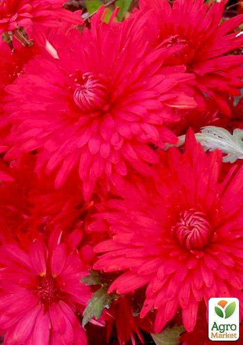 Хризантема корейская "Казачка" (укорененный черенок, высота 5-10 см)