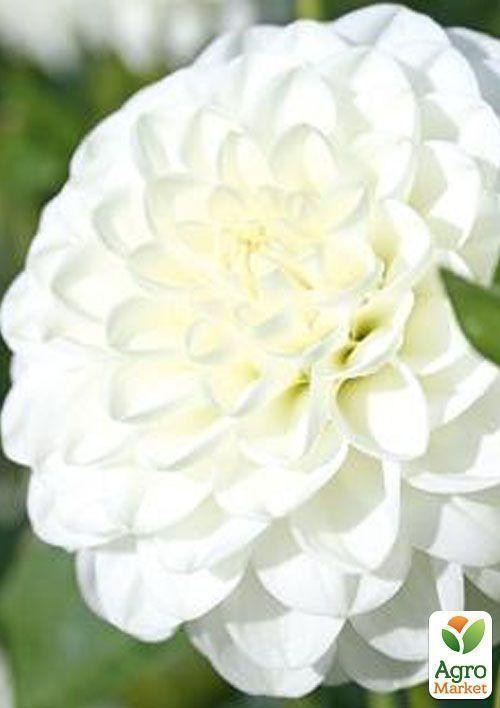 Георгина "White Aster"