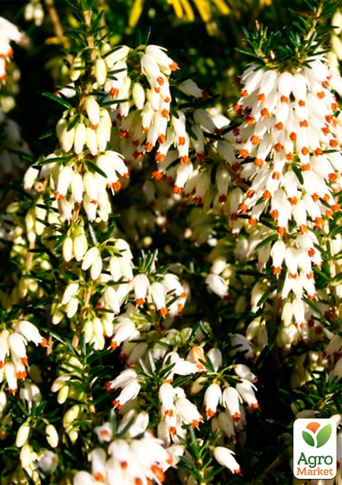 Эрика травянистая "Изабель" (Isabell) P11 - фото 2