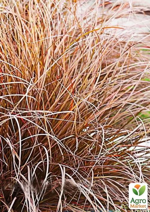 Осока Петри "Milk Chocolate" вазон С2 - фото 2