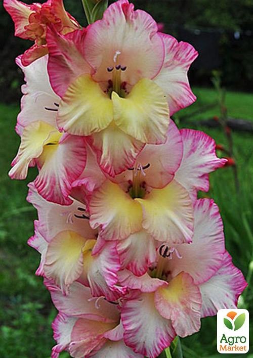 Гладіолус "Orlando" 3шт