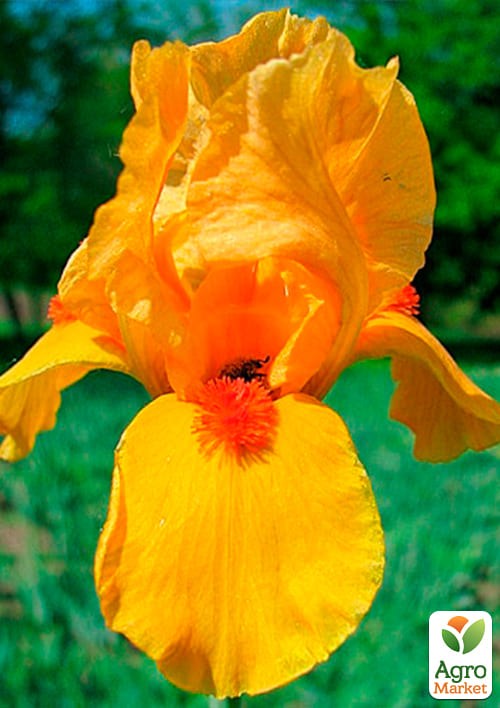 Ирис карликовый "El Torito" 1шт в упаковке - фото 2
