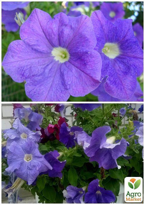 На развес Петуния "Крупноцветковая синяя" ТМ "Весна" цена за 1,5г - фото 3