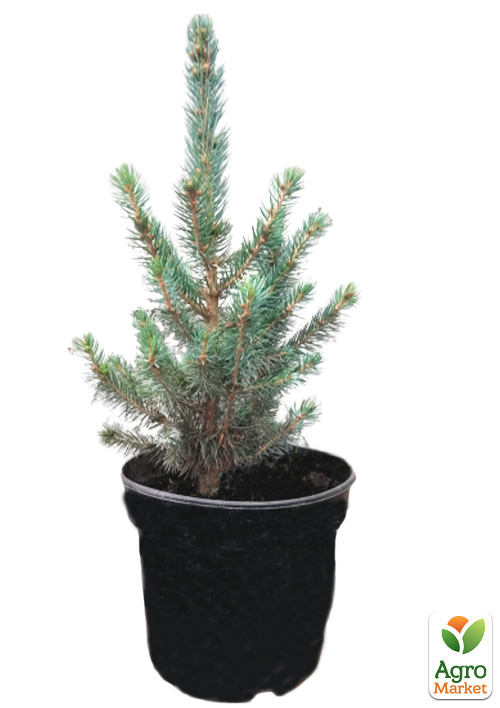 Ялина колюча блакитна "Super Blue Seedling" S3, висота 35-45см - фото 2